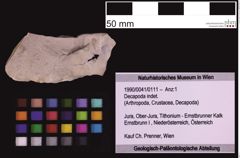 Foto (Objekt + Etiketten) von Decapoda indet. (NHMW-GEO-1990-0041-0111)